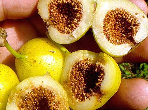 Một số phương pháp nhân giống sung rừng tỷ lệ thành công cao 3