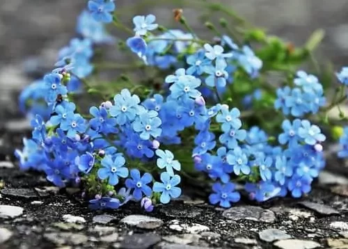 Một số phương pháp trồng hoa lưu ly đúng kỹ thuật, ra hoa đẹp 5