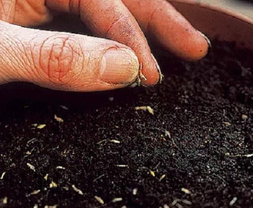 Quy trình trồng rau Wild Rocket từ hạt đơn giản tại nhà 3