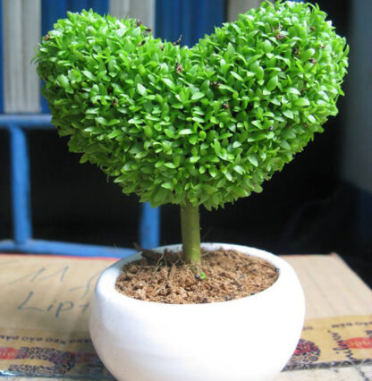 hạt giống cỏ may mắn