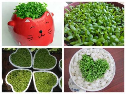 Hạt giống cỏ may mắn - Ảnh 4