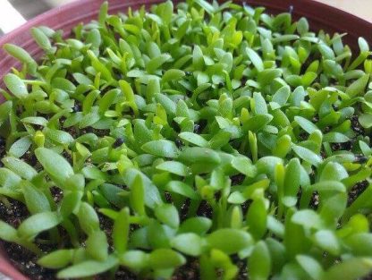 Hạt giống cỏ may mắn - Ảnh 3
