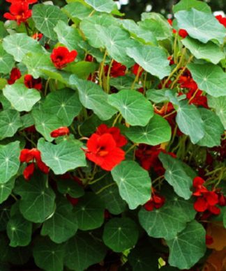 Hạt giống hoa sen cạn