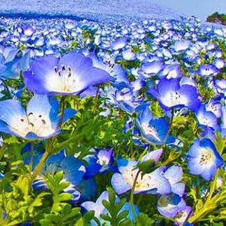 hạt giống hoa tình yêu baby blue 1