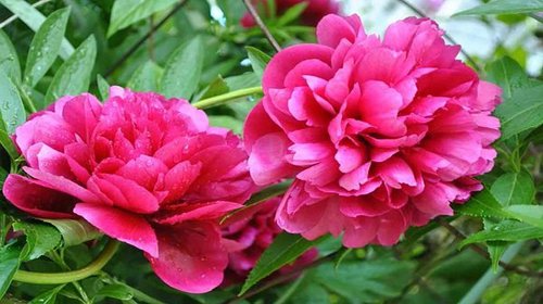Hạt giống hoa mẫu đơn - Ảnh 2