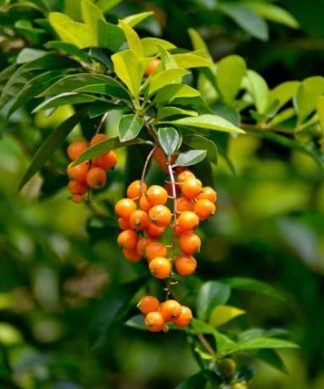 Hạt giống cây chuỗi ngọc