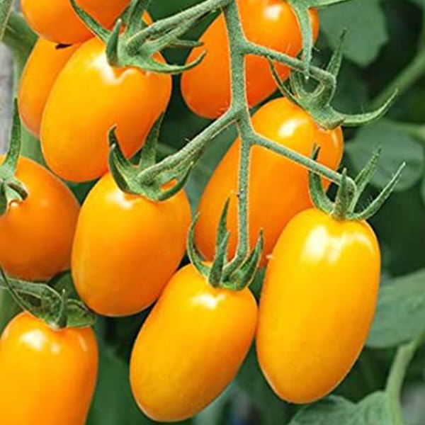 Hạt giống cà chua bi 3