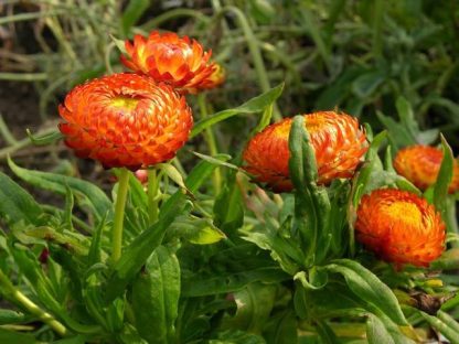 Hạt giống hoa cúc bất tử - Ảnh 3