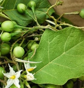 Hạt giống cà quạnh làm món rau đồ