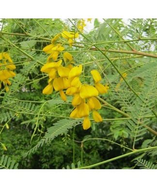 Hạt giống bông điên điển (Gói 50 hạt)