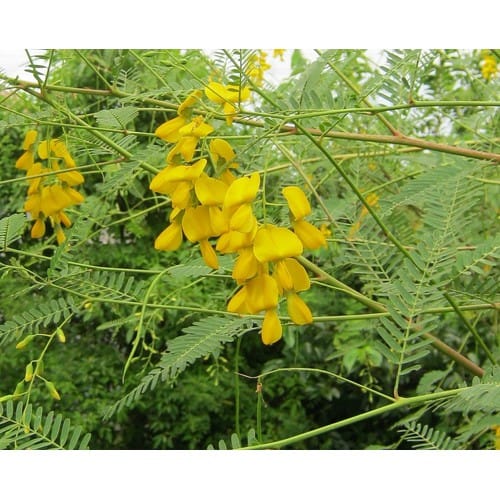 Hạt giống bông điên điển (Gói 50 hạt)