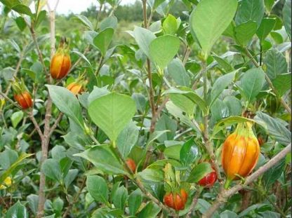 Hạt giống cây hoa dành dành (gói 30 hạt) - Ảnh 2