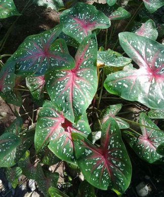 Giống cây môn cảnh