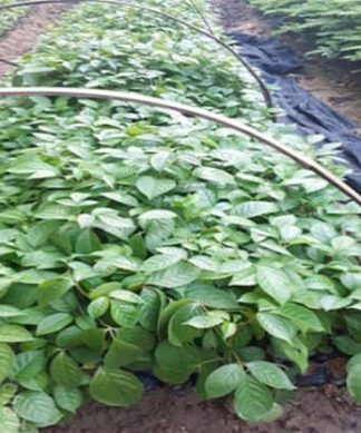 Giống cây nhội ( 3 cây giống )