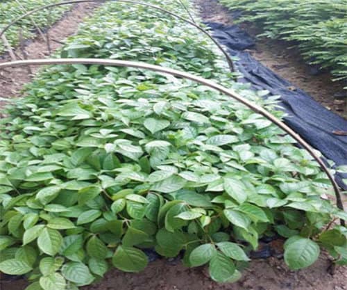 Giống cây nhội ( 3 cây giống )