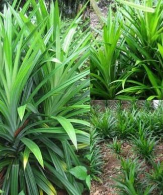 Giống cây lá nếp ( 3 cây giống )