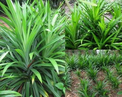 Giống cây lá nếp ( 3 cây giống )