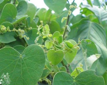 Giống cây tiết dê (bó 5 dây giống)