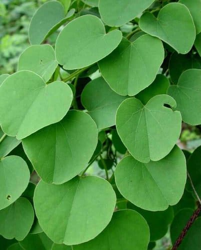 Giống cây tiết dê (bó 5 dây giống) - Ảnh 2