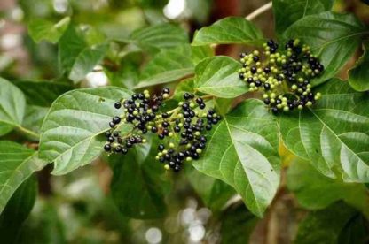 Hạt giống cây vọng cách (gói 30 hạt)