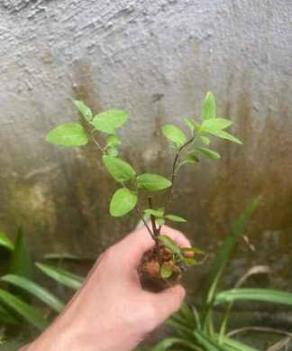 Giống cây kim ngân hoa