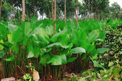 Giống cây dong ta