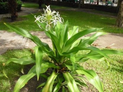 Củ giống náng hoa trắng - Ảnh 3