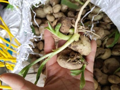 Củ giống náng hoa trắng