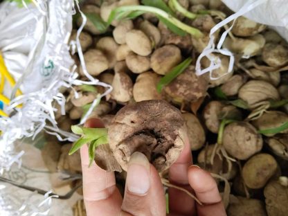 Củ giống náng hoa trắng - Ảnh 2
