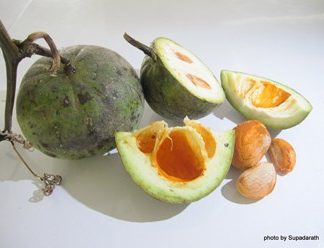 Hạt giống cây mỡ lợn
