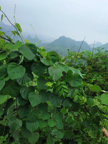 Giống cây tiết dê (bó 5 dây giống) - Ảnh 5