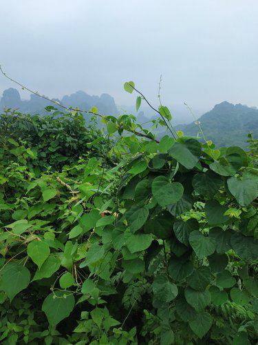 Giống cây tiết dê (bó 5 dây giống) - Ảnh 4