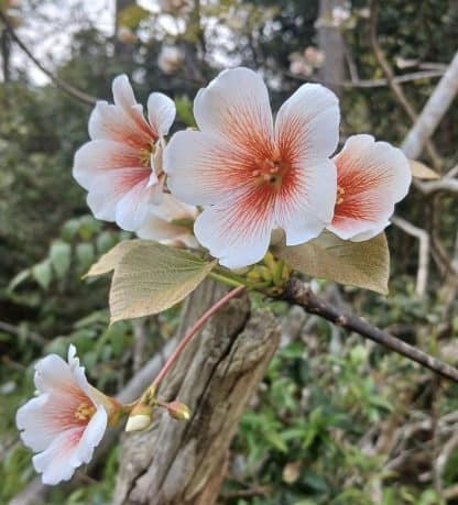 Giống hoa trẩu Tây Bắc