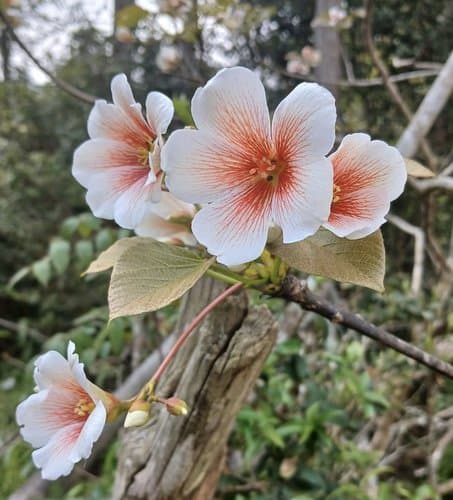 Giống hoa trẩu Tây Bắc