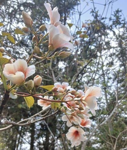 Giống hoa trẩu Tây Bắc - Ảnh 5