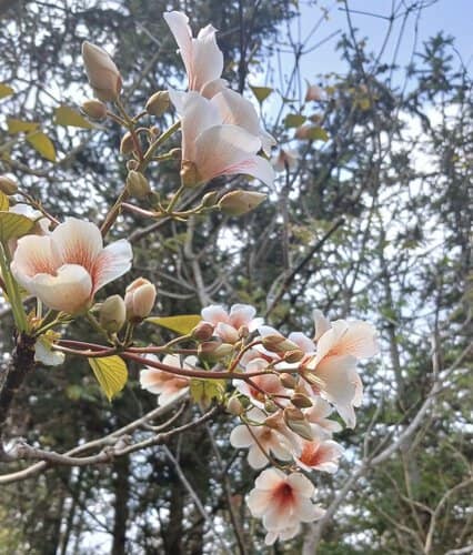 Giống hoa trẩu Tây Bắc - Ảnh 5