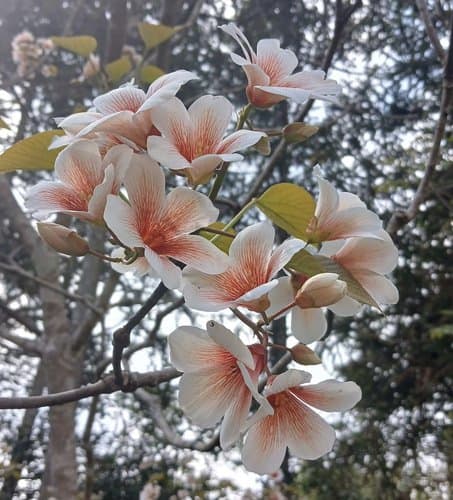 Giống hoa trẩu Tây Bắc - Ảnh 3