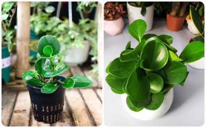Giống cây trường sinh - Ảnh 3
