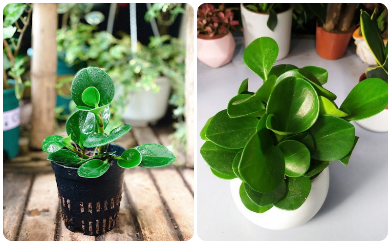 Giống cây trường sinh - Ảnh 3