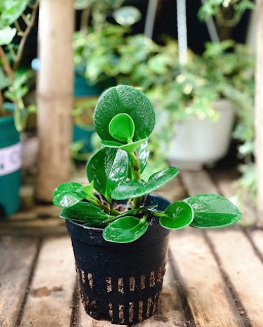 Giống cây trường sinh