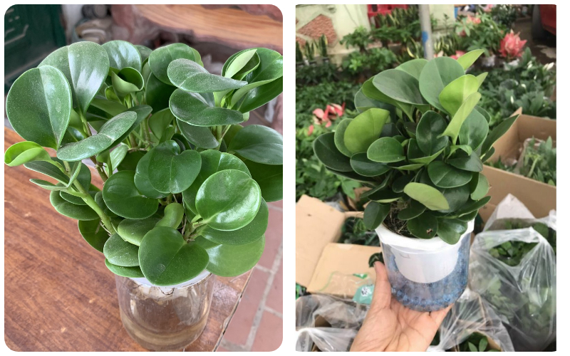 Giống cây trường sinh - Ảnh 2