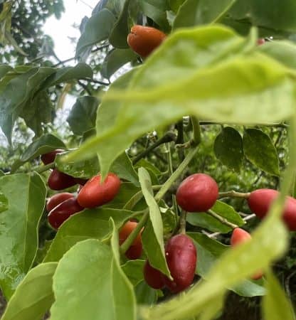 Hạt giống cây kim sương - Ảnh 2