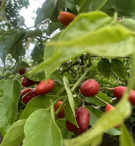 Hạt giống cây kim sương - Ảnh 2
