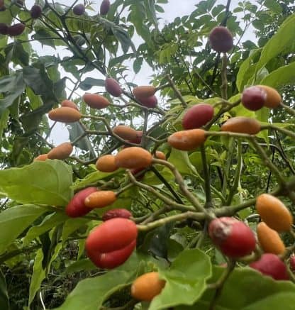 Hạt giống cây kim sương - Ảnh 3