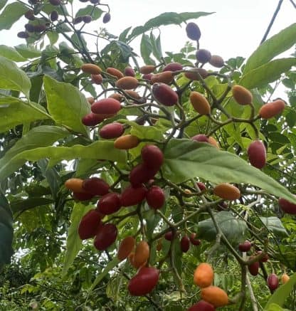 Hạt giống cây kim sương - Ảnh 4