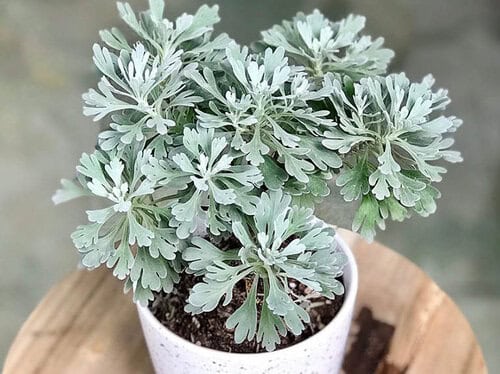 Cây giống cúc mốc