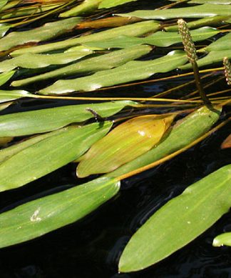 Rong ao lá dài