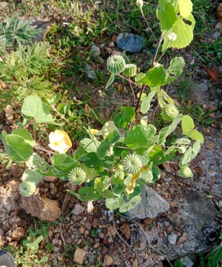 Hạt giống cây cối xay