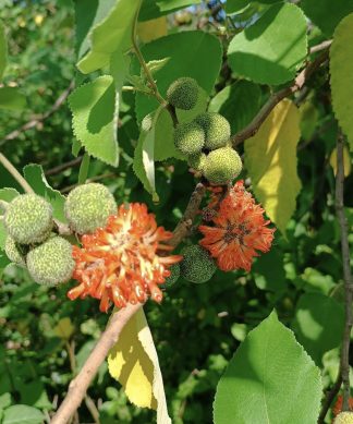 Hạt giống cây dướng bổ thận