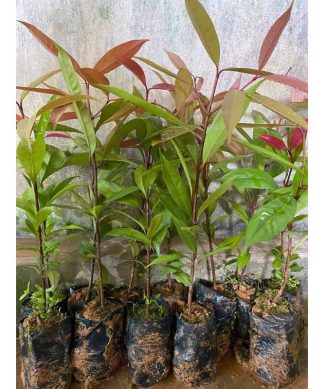 cây con giống cây bứa